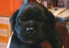 Dobanic Puppies