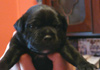 Dobanic Puppies