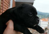 Dobanic Puppies