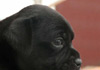 Dobanic Puppies
