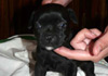 Dobanic Puppies