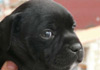 Dobanic Puppies