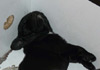 Dobanic Puppies