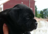 Dobanic Puppies
