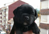 Dobanic Puppies