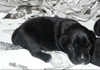 Dobanic Puppies