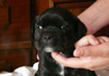 Dobanic Puppies