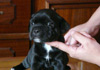 Dobanic Puppies