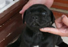 Dobanic Puppies