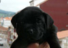 Dobanic Puppies