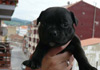 Dobanic Puppies