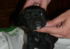 Dobanic Puppies