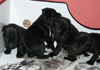 Dobanic Puppies