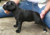 Dobanic Puppies
