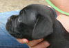 Dobanic Puppies