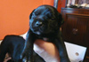 Dobanic Puppies