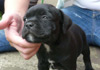 Dobanic Puppies