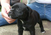 Dobanic Puppies