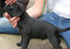 Dobanic Puppies