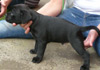 Dobanic Puppies