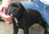 Dobanic Puppies