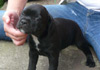Dobanic Puppies