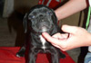 Dobanic Puppies