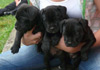 Dobanic Puppies