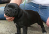 Dobanic Puppies
