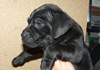 Dobanic Puppies