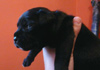 Dobanic Puppies