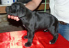 Dobanic Puppies