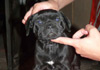 Dobanic Puppies
