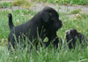 Dobanic Puppies