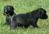 Dobanic Puppies
