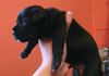 Dobanic Puppies