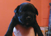 Dobanic Puppies