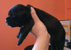 Dobanic Puppies