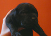 Dobanic Puppies