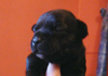 Dobanic Puppies