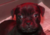Dobanic Puppies
