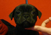 Dobanic Puppies