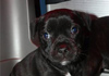 Dobanic Puppies