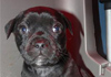 Dobanic Puppies