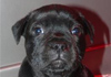 Dobanic Puppies