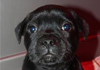 Dobanic Puppies