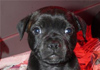 Dobanic Puppies