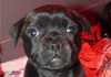 Dobanic Puppies